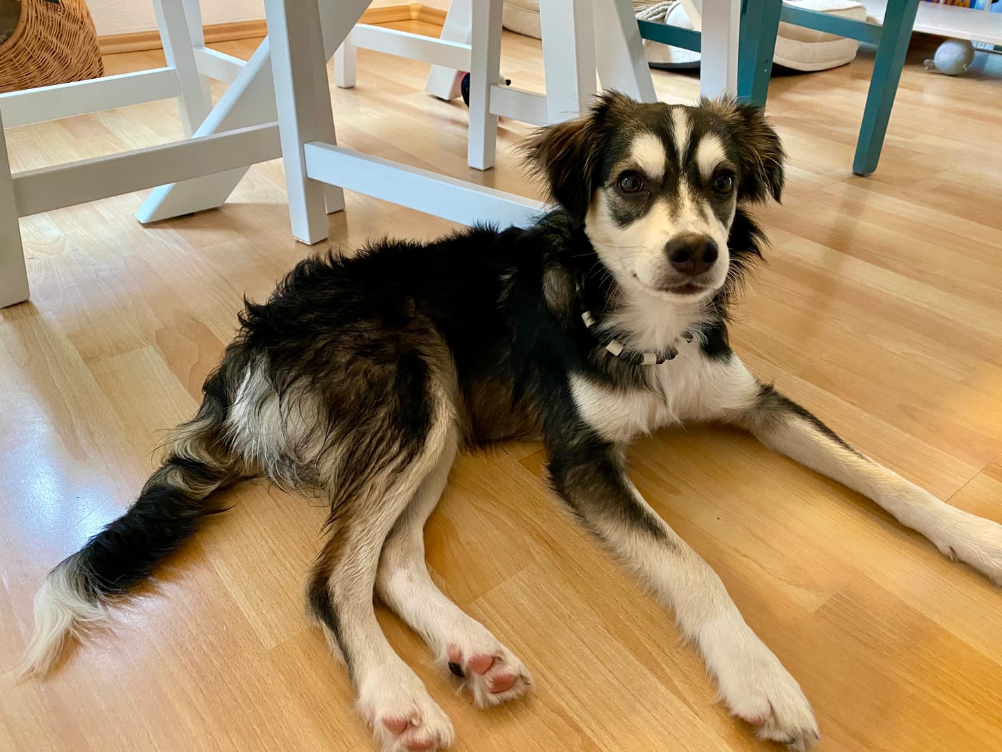 Customer photo review of DNA Test Rassebestimmung Pro Hund