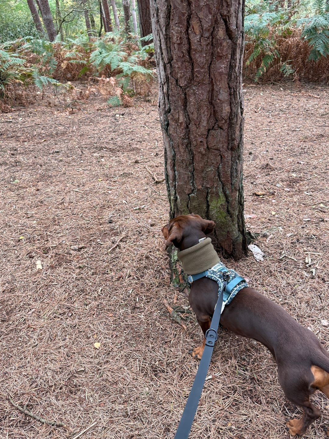 Customer photo review of Double Ended Lead - Walkies Ready® Black