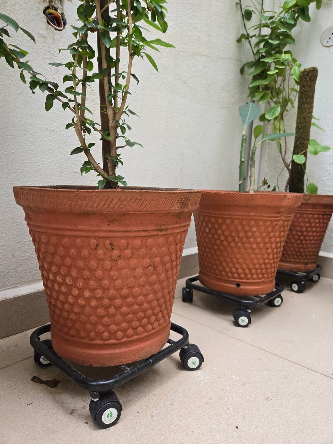 Customer photo review of TryGreen Daze Wheel Rolling Plant Stand for Planters