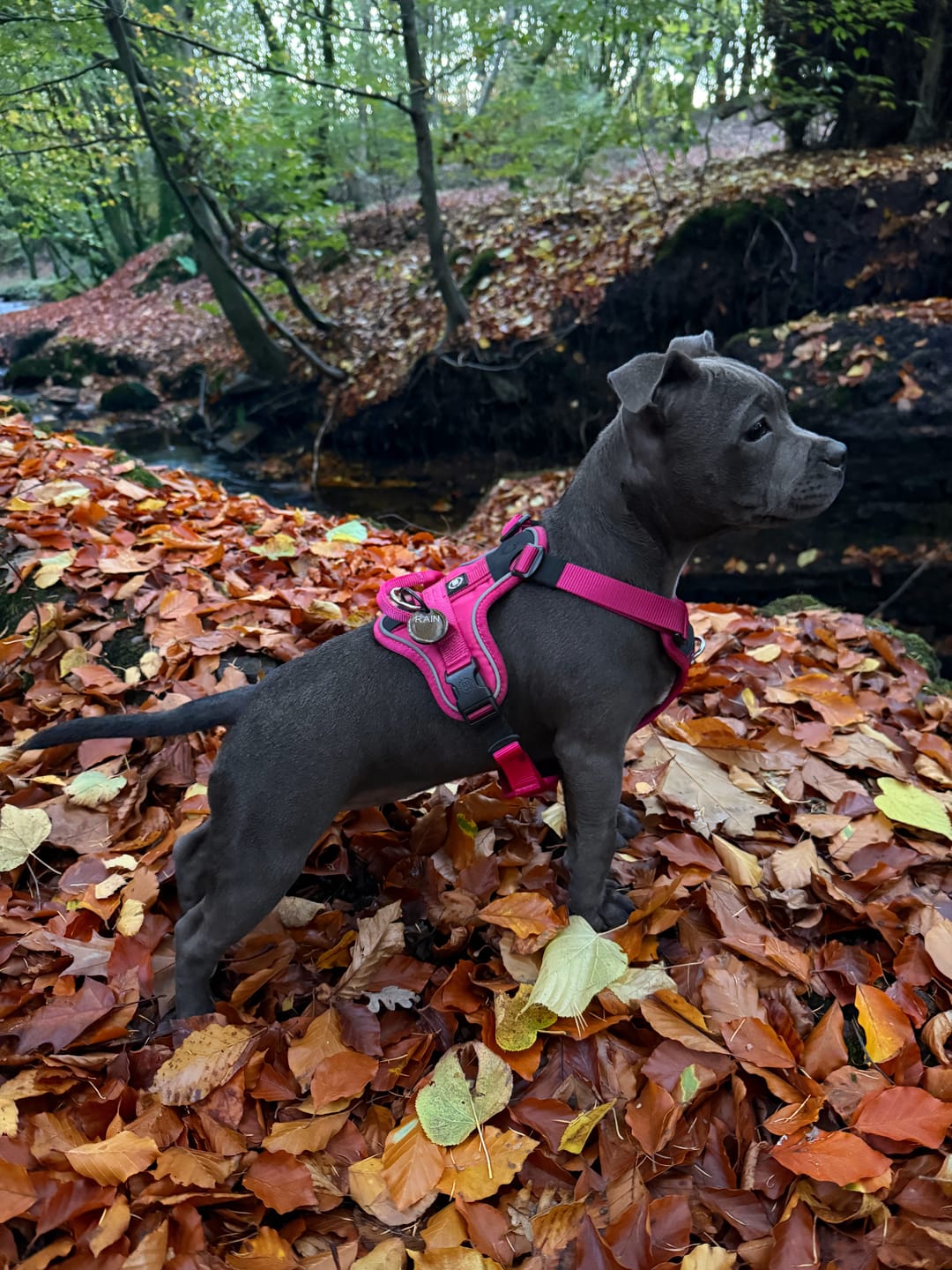 Customer photo review of Anti Pull Hurricane Harness Lighter | With Handle - Carminerose