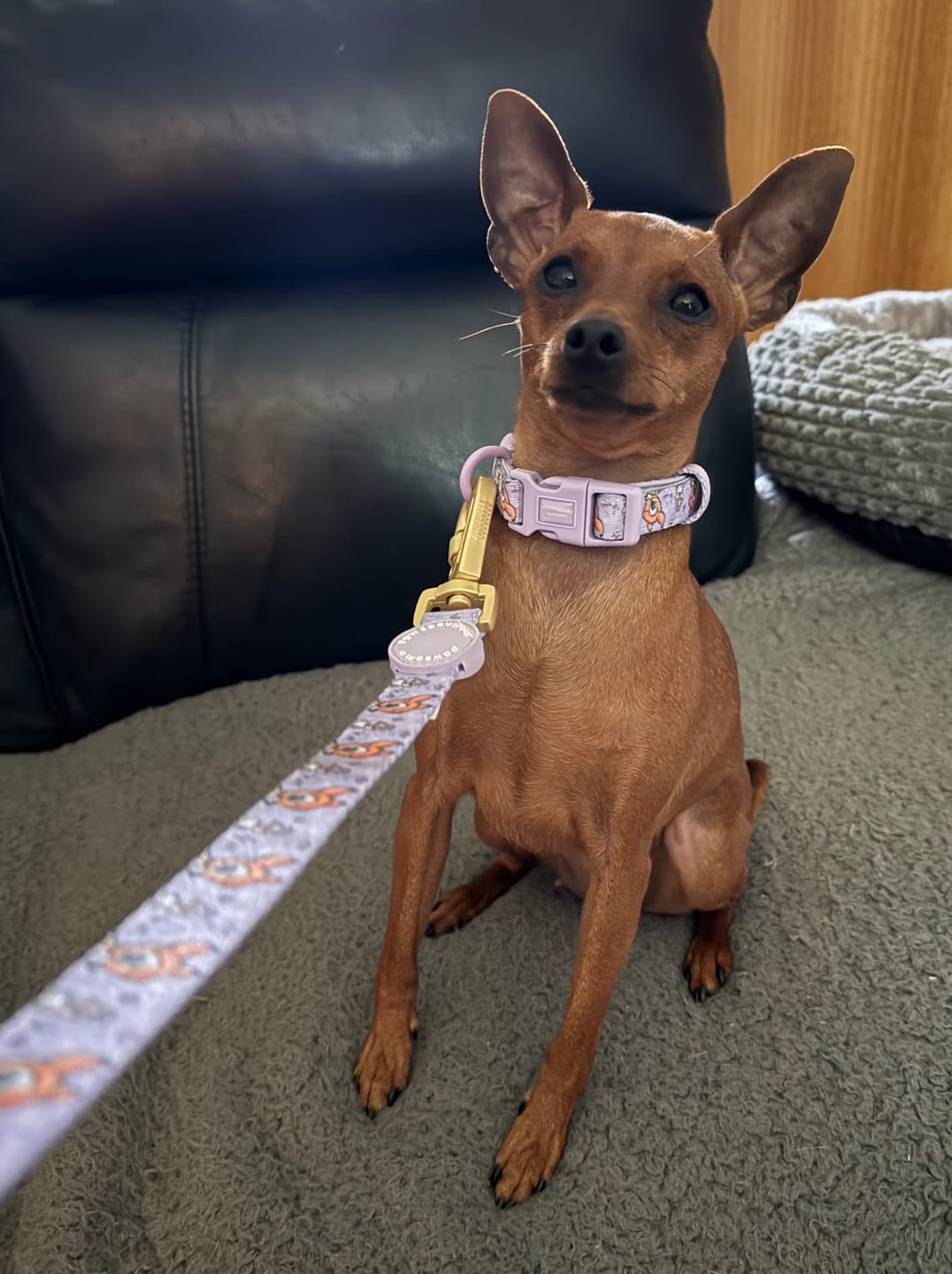 Customer photo review of Disney© Collar - Bambi + Friends Lilac