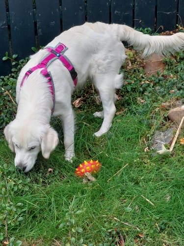 Customer photo review of Adjustable Neoprene padded Dog Lead - L/XL | 4Kyon