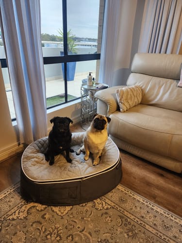 Katherine B. review of Medium Rebound Foam Mattress Dog Bed - Interior/Outdoor image 1 out of 1