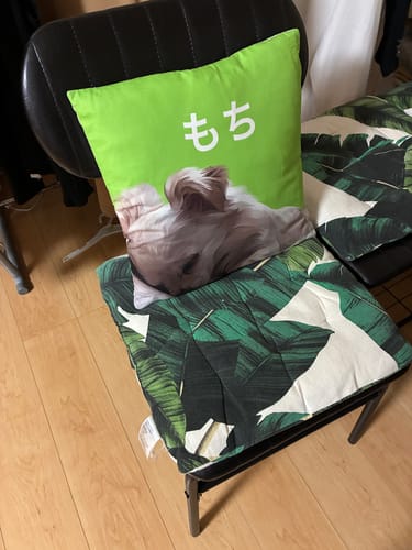 Customer photo review of Petcanva©オーダーメイド ペット似顔絵