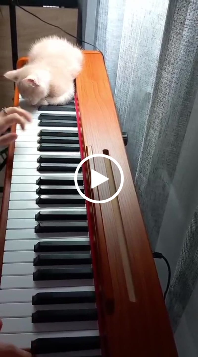 Customer video review of Donner DEP-1S Semi-Lesté De Style Bois Piano Numérique