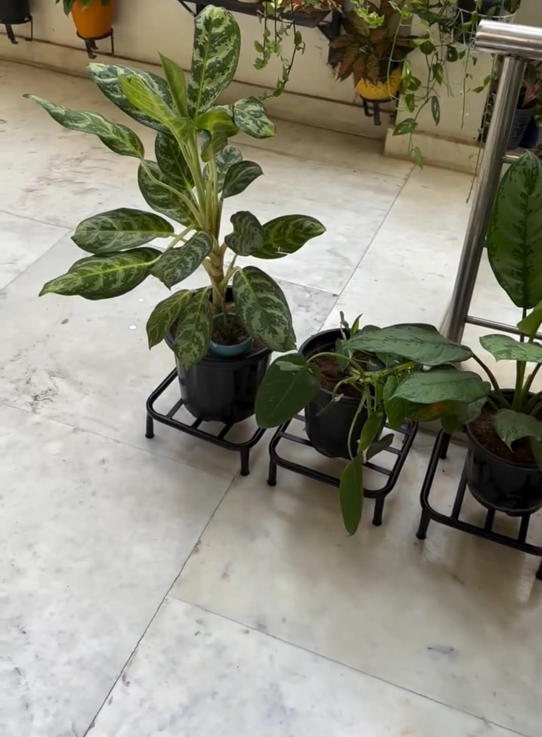 Customer photo review of TryGreen Dray Metal Pot Stands for Planters