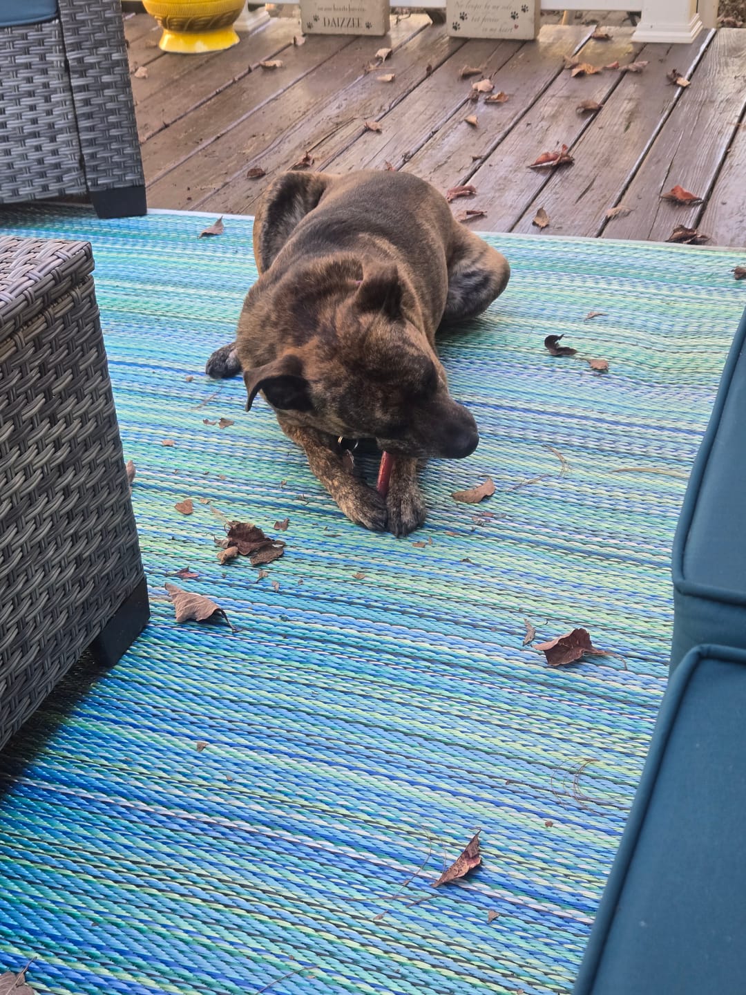 Customer photo review of 6 Inch Standard Bully Sticks