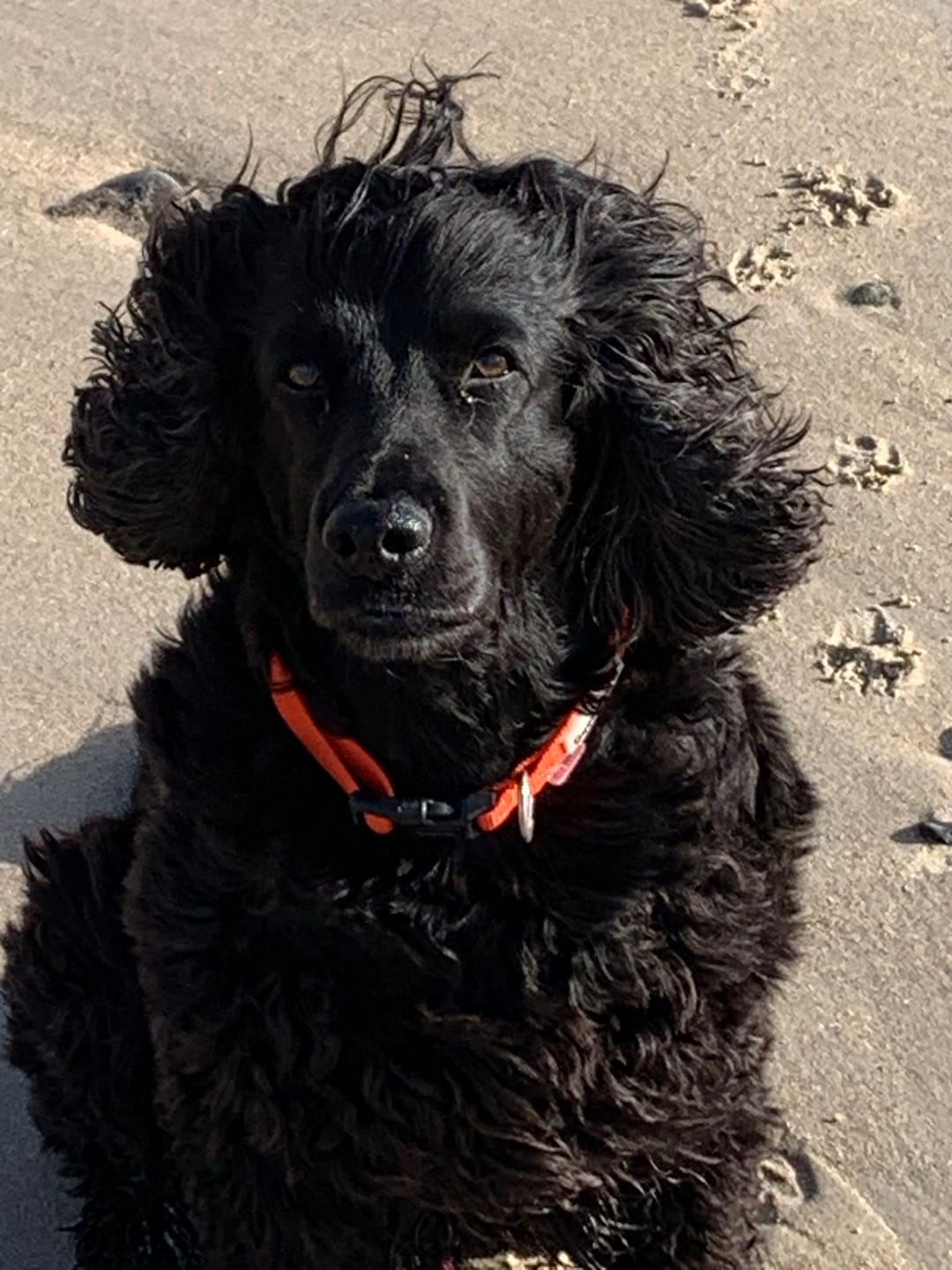 Customer photo review of Scottish Salmon Oil for Dogs & Cats