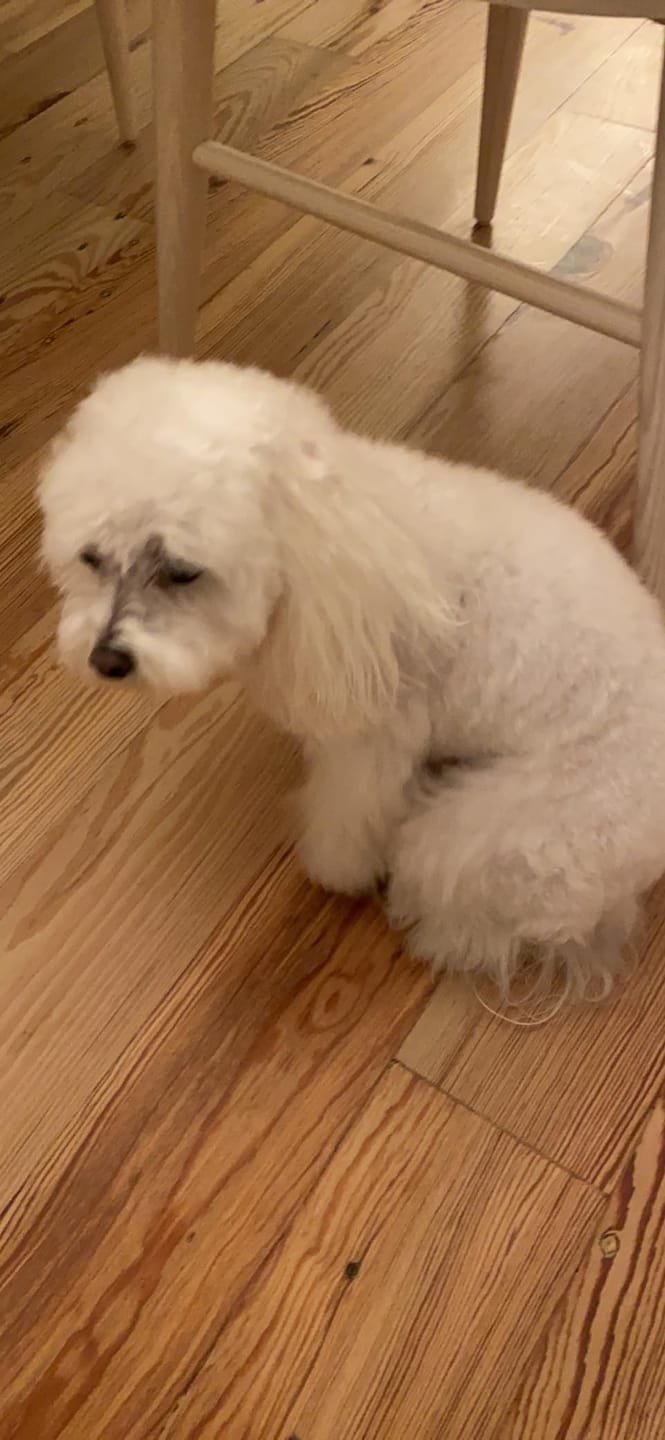 Customer photo review of [HOT SALE] 3-in-1 Pet Grooming Hair Dryer