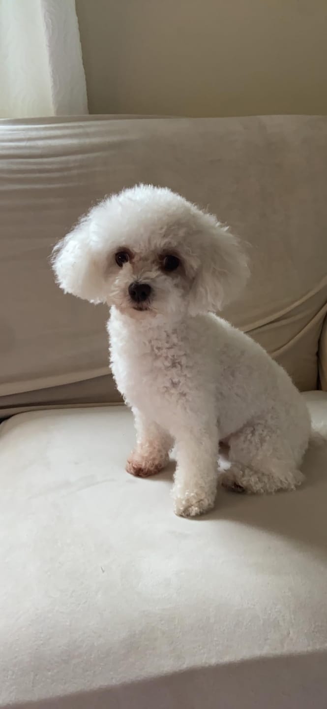 Customer photo review of [HOT SALE] 3-in-1 Pet Grooming Hair Dryer