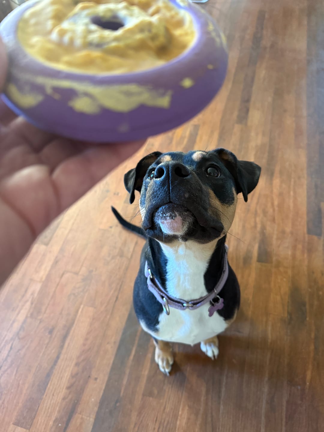 Customer photo review of Freez Doughnut - Super Durable Treat Toy