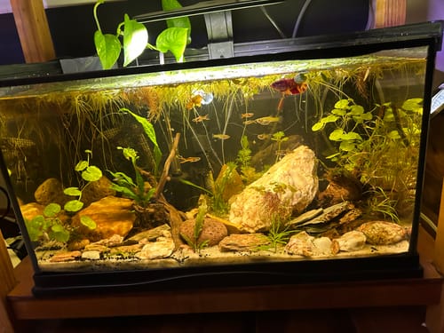 Customer photo review of Dumbo Nemo Female Betta Fish