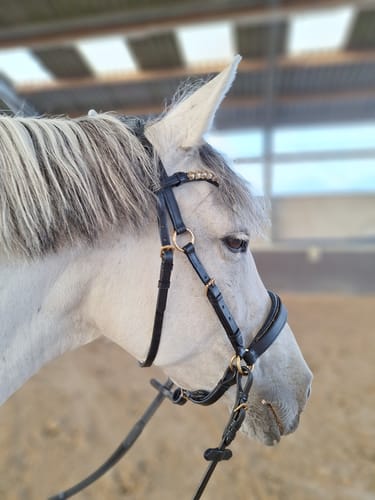 Customer photo review of Gold Edition - Harmony Bridle - gebisslose Zäumung