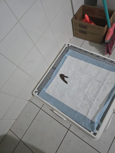 Customer photo review of Weasy Bag