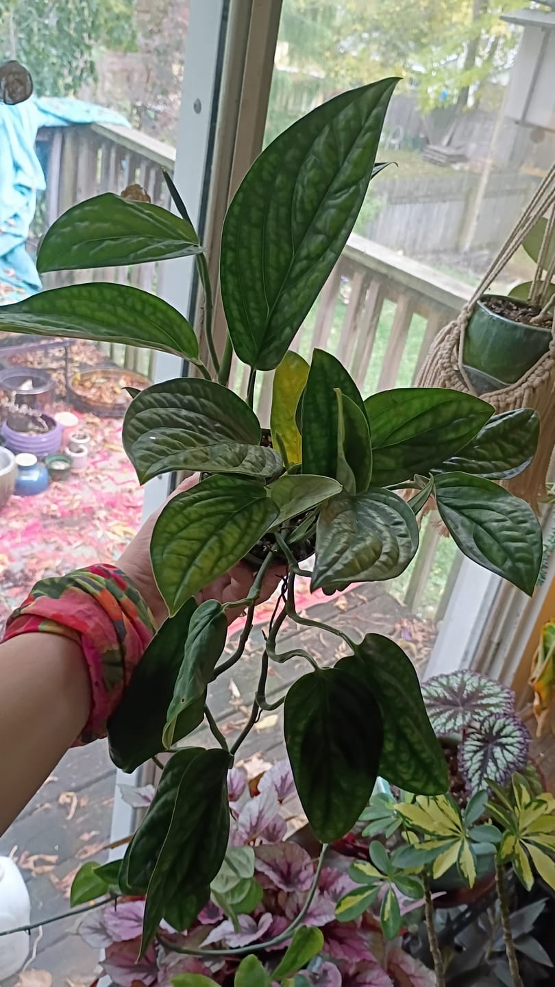 Customer photo review of Monstera sp. 'Peru'