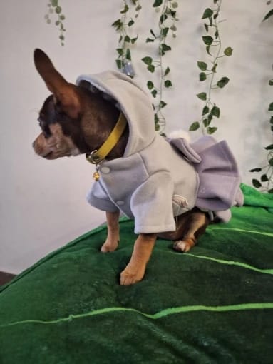 Customer photo review of Warm Fleece Bow Layered Dog Dress Jacket