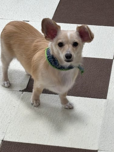 Customer photo review of FunFunPet 高機能ハーネス（お名前タグ作成サービス付き）