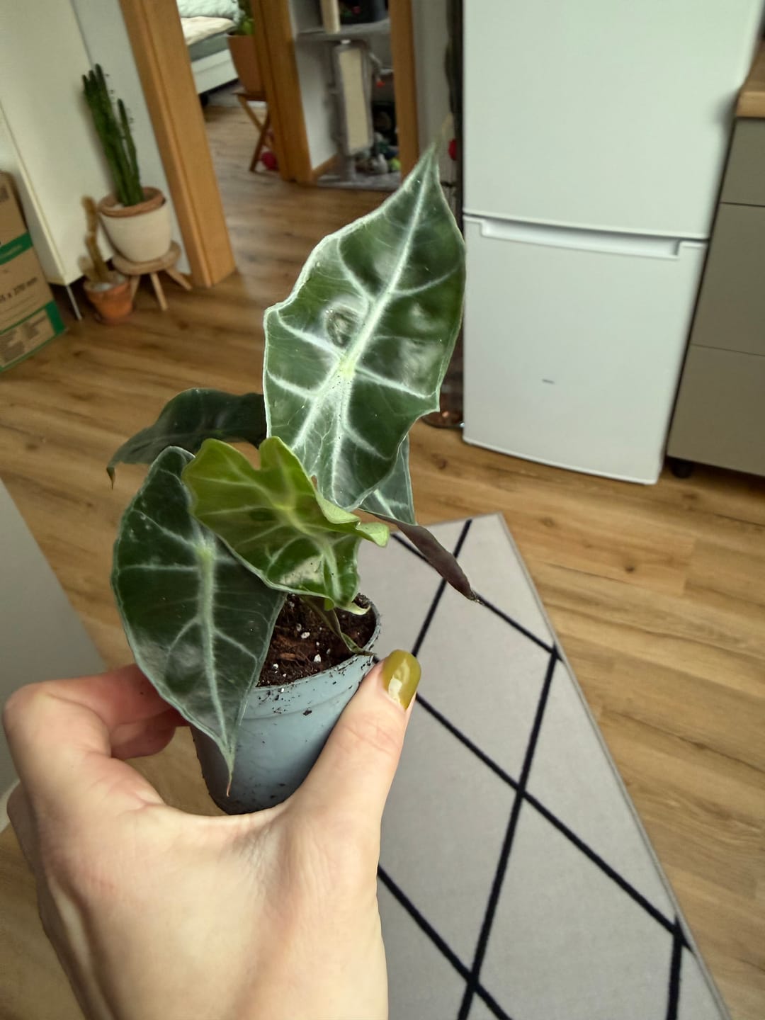 Customer photo review of ALOCASIA AMAZONICA