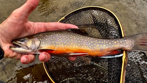 Customer photo review of Brookie + Tether