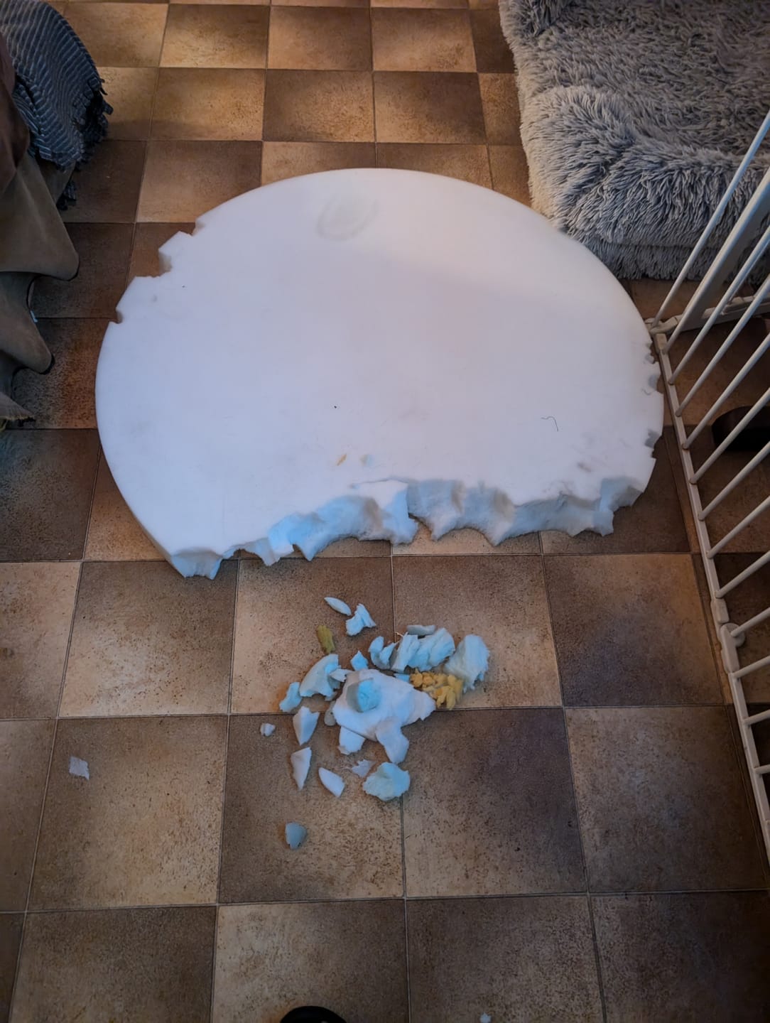 Customer photo review of Orthopedic Memory Foam Dog Donut Bed