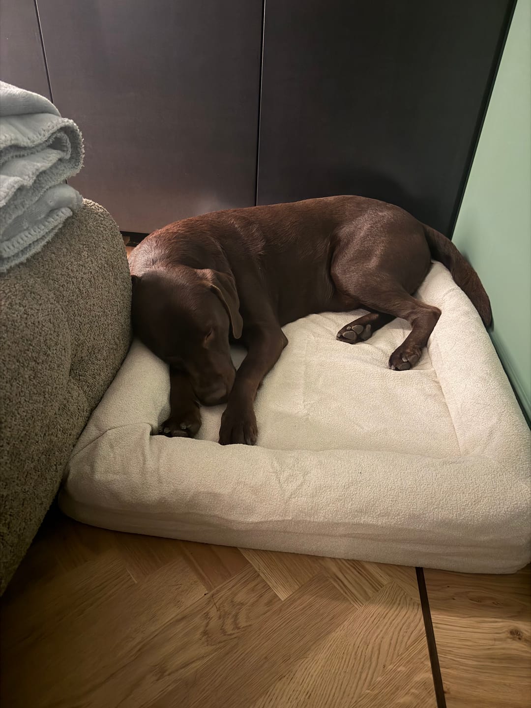 Customer photo review of Pet Perfect Hondenmand - Orthopedisch - Afritsbaar - Beige