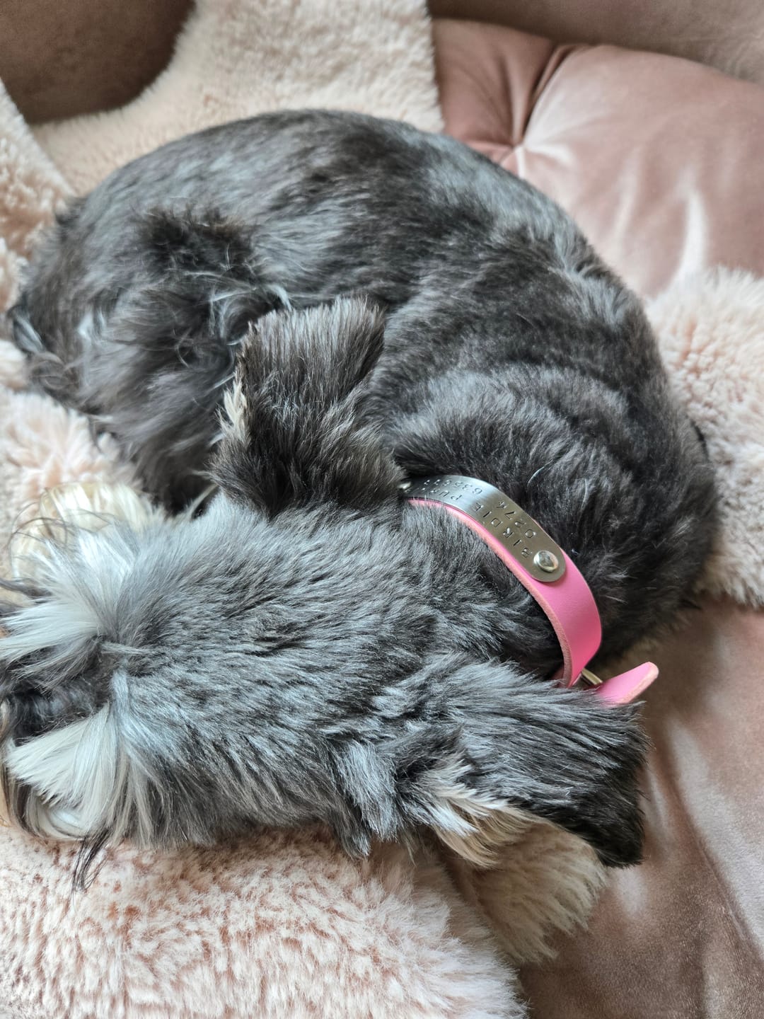 Customer photo review of Strap Replacement for Existing Dog Collars