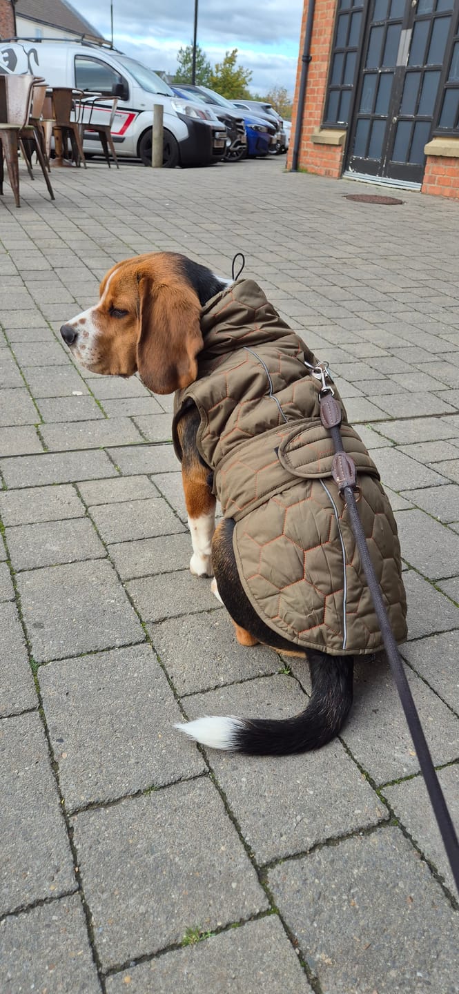 Customer photo review of Honey Comb Dog Coat