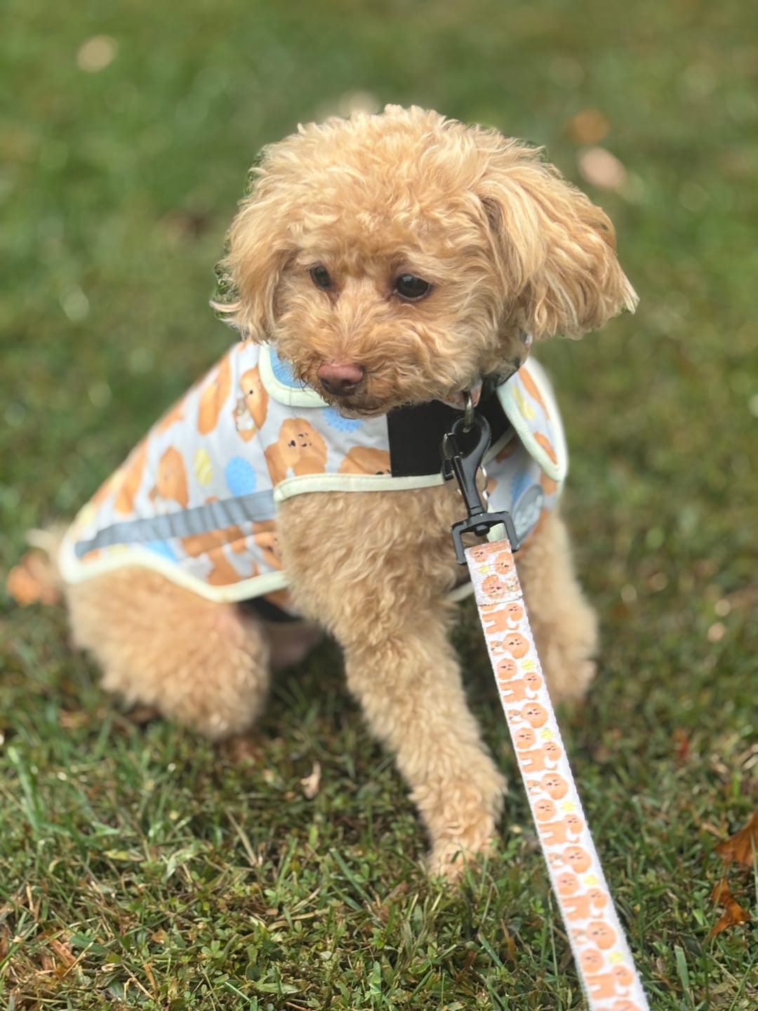 Customer photo review of oggy rain