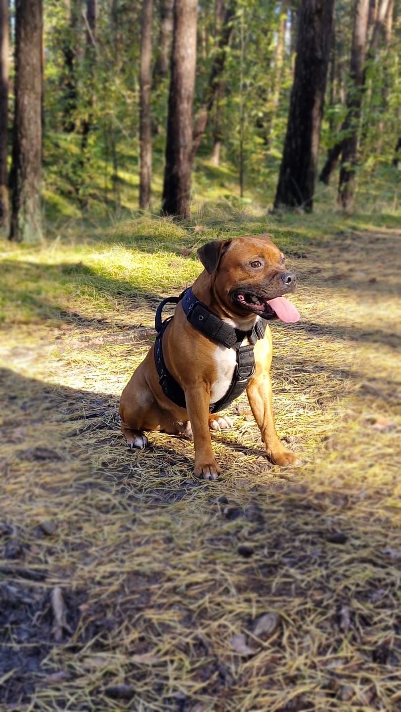 Customer photo review of Szelki z raczką typu guard - Easy Walk Black Editon Czarne