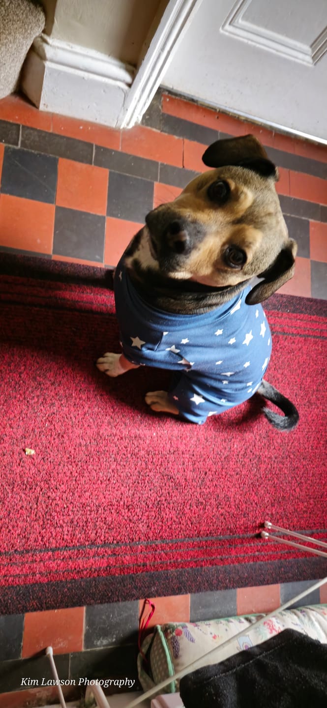 Customer photo review of Dog Pajama - Stars