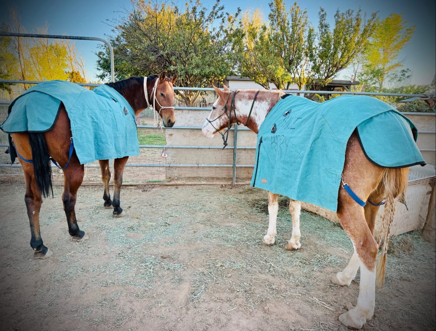 Customer photo review of Canvas Turnout Rug | New Zealand 18oz Wool Lined Rug