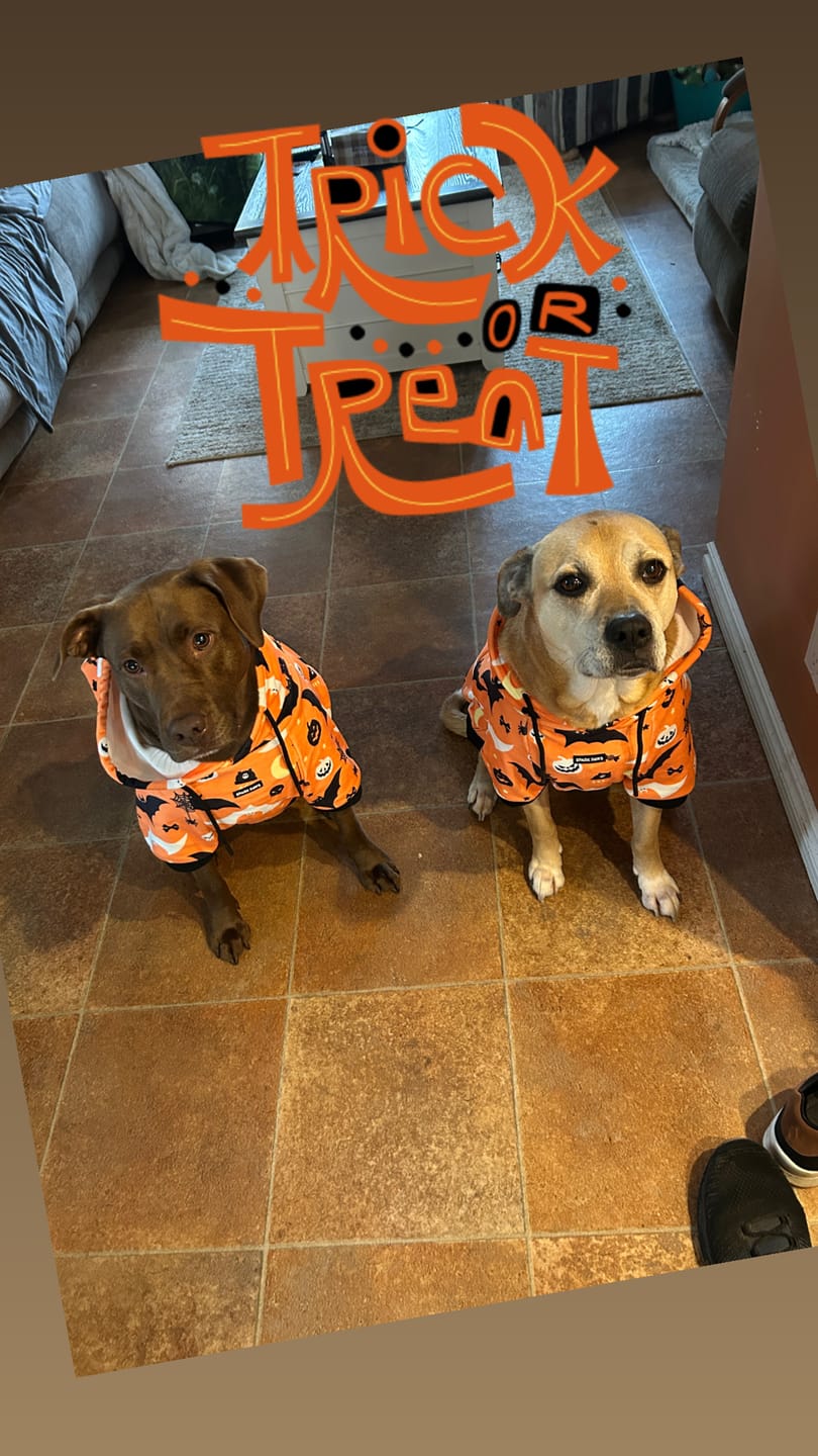 Customer photo review of Halloween Dog Hoodie - Orange