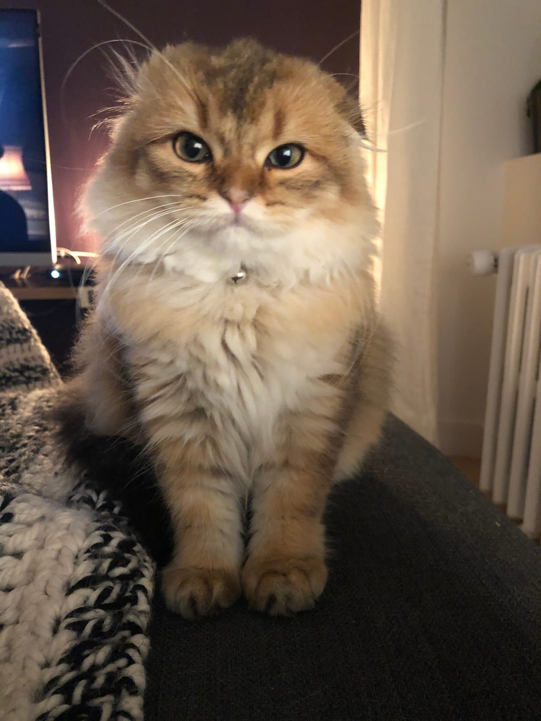 Customer photo review of Abonnement Croquettes Bio Chat Stérilisé - Poulet & Petit Pois (-15%)