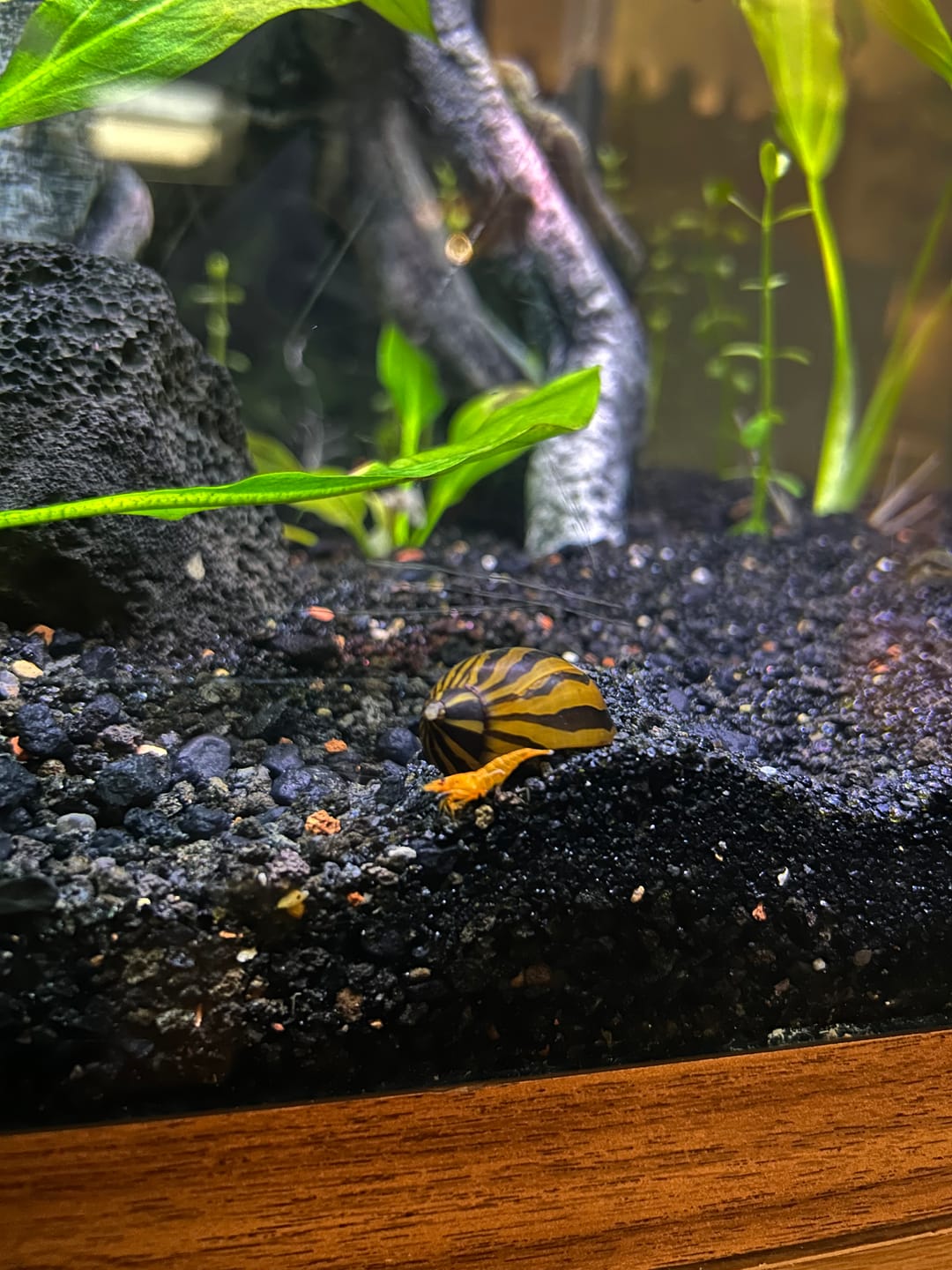 Customer photo review of Orange Sunkist Shrimp