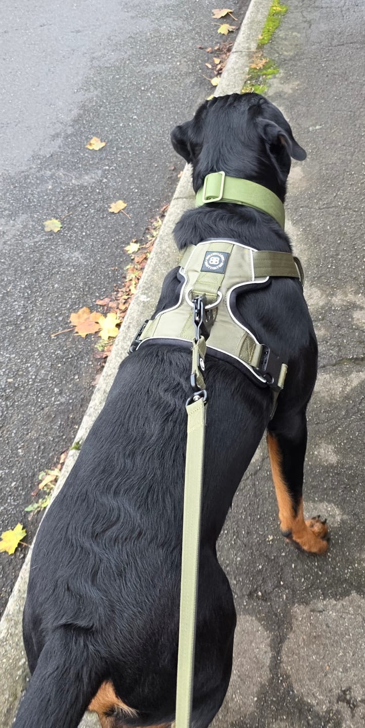 Customer photo review of Comfort Premium Harness | Non Restrictive - Khaki