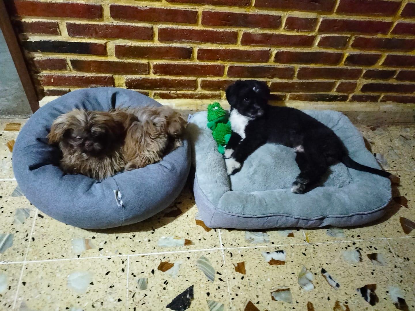 Customer photo review of Funda Original para Cama Antiestrés para Perros