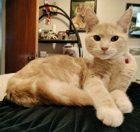 Customer photo review of Fit Litter