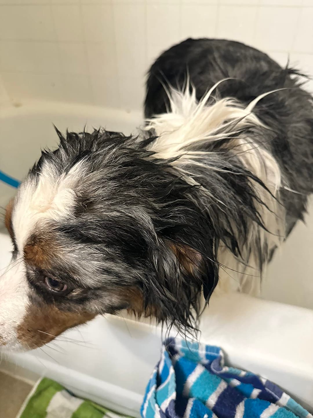 Customer photo review of [HOT SALE] 3-in-1 Pet Grooming Hair Dryer