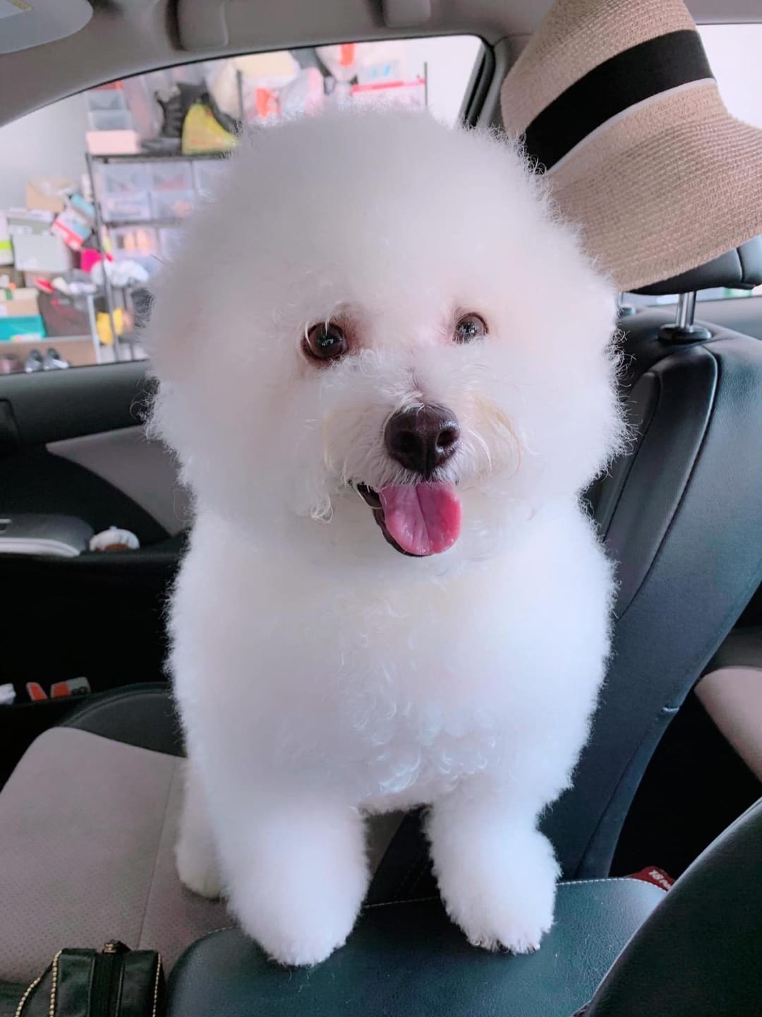 Customer photo review of [HOT SALE] 3-in-1 Pet Grooming Hair Dryer