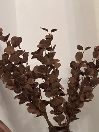 Customer photo review of Eucalyptus - Brun (5 tiges)