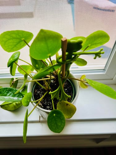 Customer photo review of Mamie-Frog® - Tuteur décoratif
