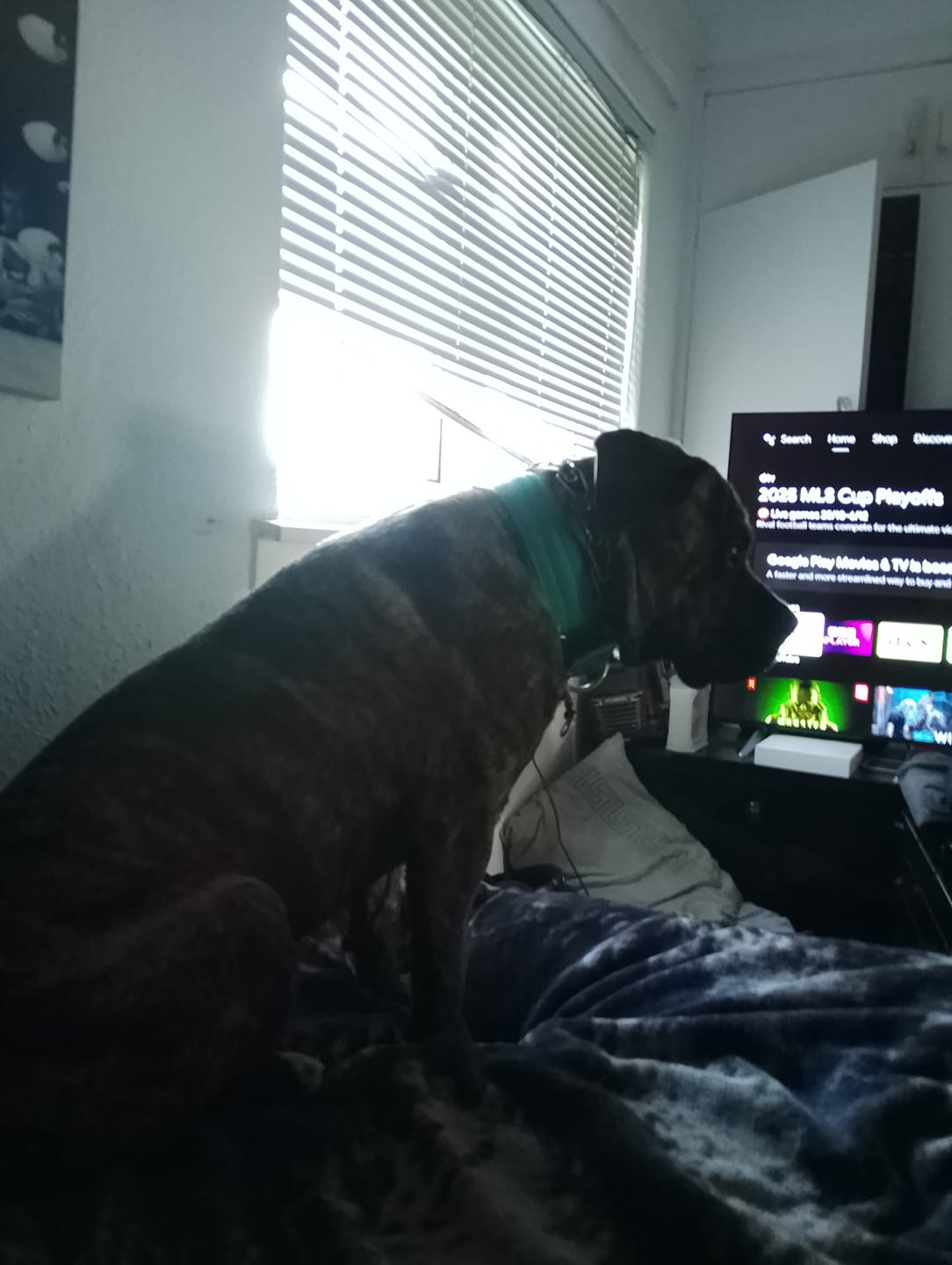 Customer photo review of 5cm Nylon Dog Collar | NO Handle - Turquoise & Orange