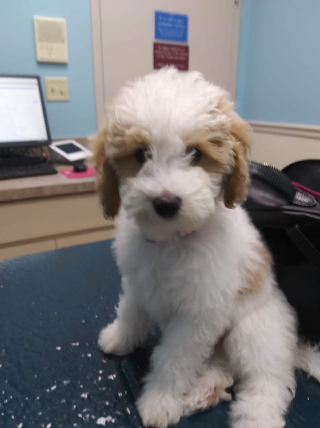 Customer photo review of [HOT SALE] 3-in-1 Pet Grooming Hair Dryer
