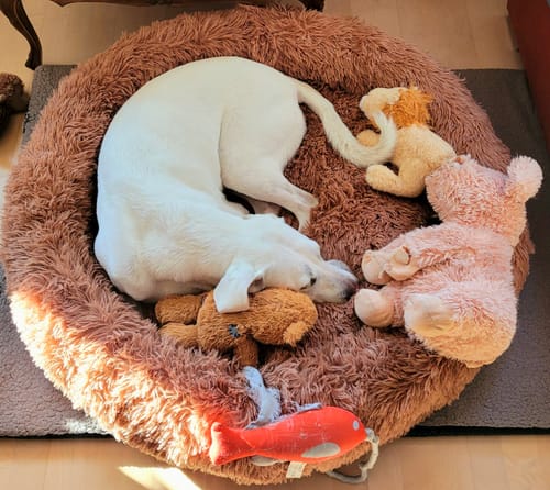 Customer photo review of Belune® Hundebett mit waschbarem Bezug