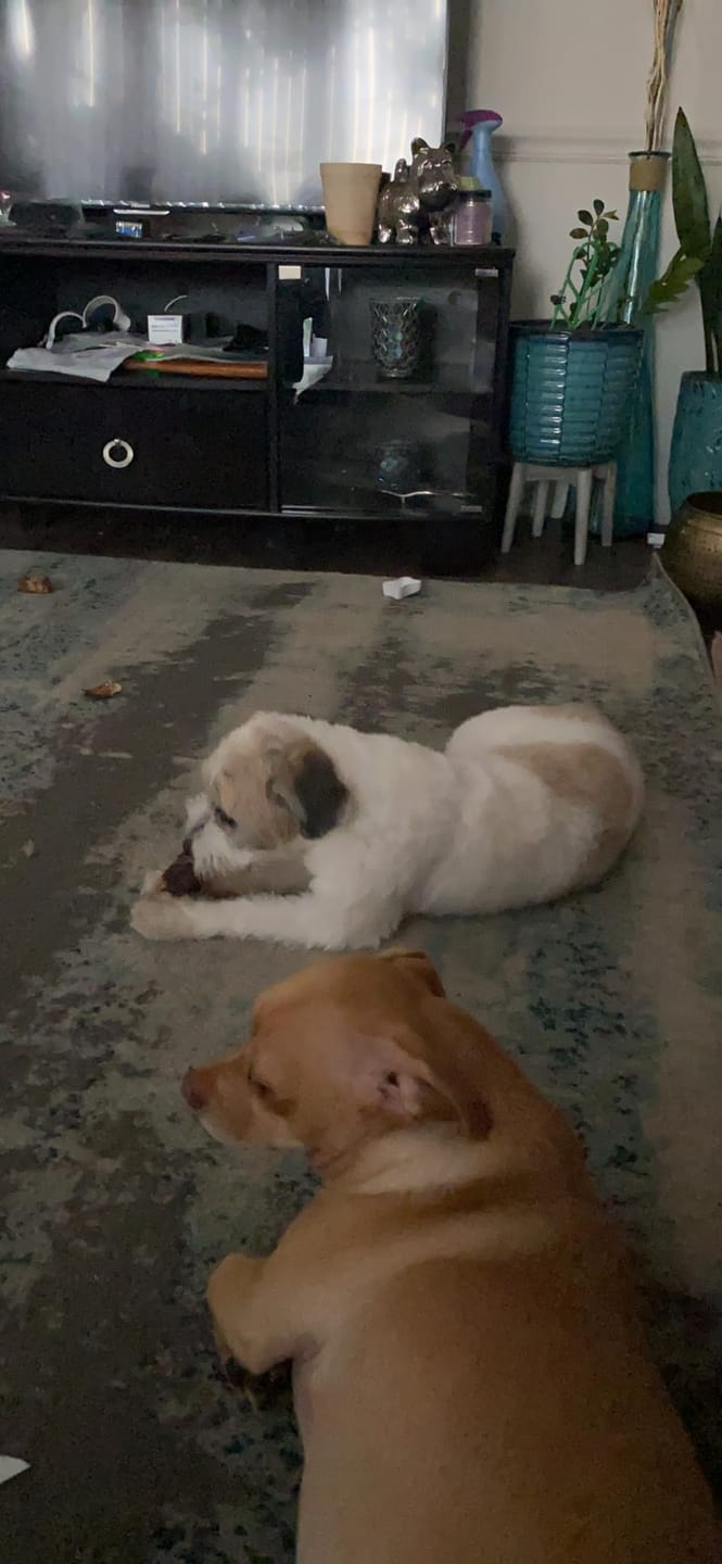Customer photo review of [HOT SALE] 3-in-1 Pet Grooming Hair Dryer