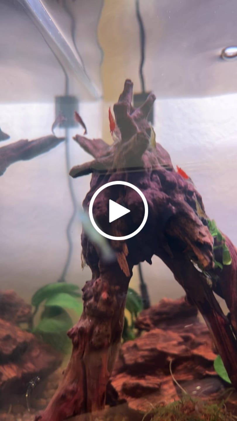 Customer video review of Orange Sunkist Shrimp
