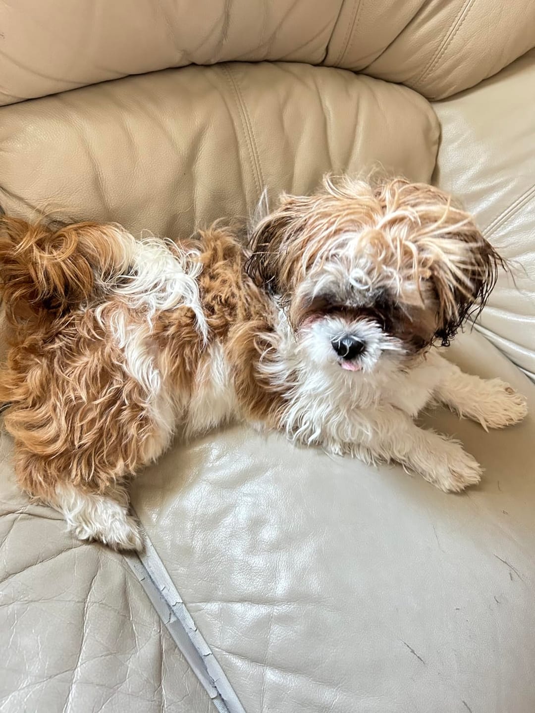 Customer photo review of [HOT SALE] 3-in-1 Pet Grooming Hair Dryer
