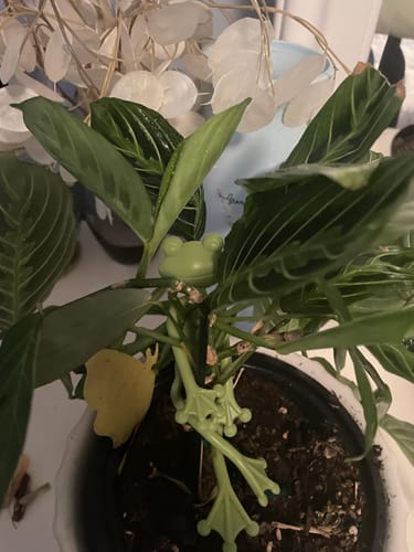 Customer photo review of Mamie-Frog® - Tuteur décoratif
