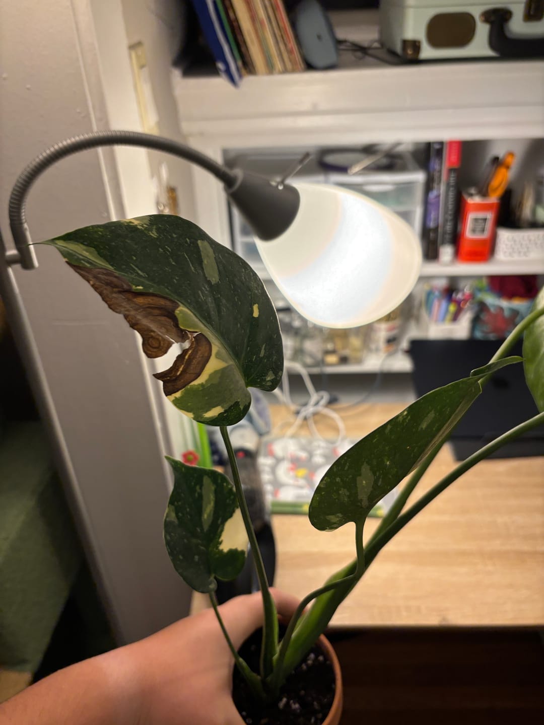Customer photo review of Monstera deliciosa 'Thai Constellation'