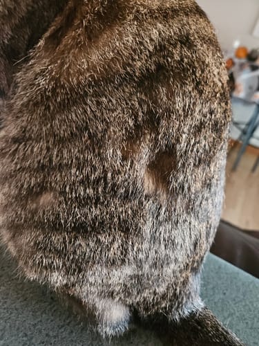 Customer photo review of 1x Blisso Advanced Cat Probiotic